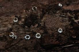 Attēlu rezultāti vaicājumam “Diderma chondrioderma sessile”