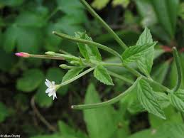 Attēlu rezultāti vaicājumam “Epilobium roseum flower”