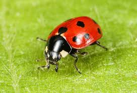 Attēlu rezultāti vaicājumam “Coccinellidae”