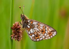 Attēlu rezultāti vaicājumam “Clossiana selene”