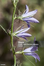 Image result for Campanula rapunculus