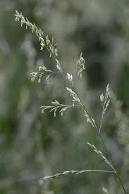 Attēlu rezultāti vaicājumam “Enteridium liceoides sessile”