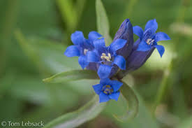 Attēlu rezultāti vaicājumam “Gentiana pneumonanthe leaf”