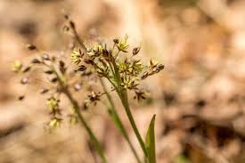 Attēlu rezultāti vaicājumam “Luzula pilosa leaf”