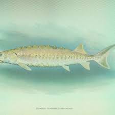 Image result for Acipenser oxyrinchus