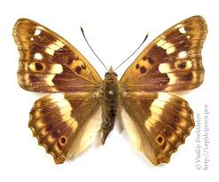 Attēlu rezultāti vaicājumam “Apatura ilia male”