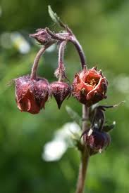 Attēlu rezultāti vaicājumam “Geum rivale”