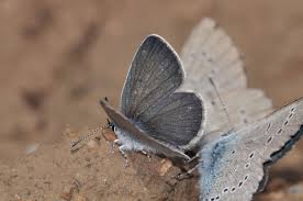 Attēlu rezultāti vaicājumam “Cupido minimus underside”