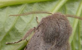 Attēlu rezultāti vaicājumam “Orthosia populeti”