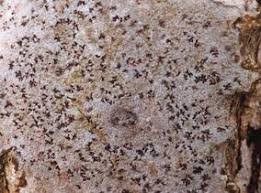 Attēlu rezultāti vaicājumam “Arthonia byssacea”