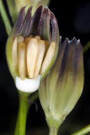 Attēlu rezultāti vaicājumam “Lapsana communis”