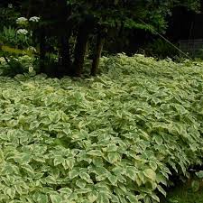 Attēlu rezultāti vaicājumam “Aegopodium podagraria”