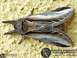 Attēlu rezultāti vaicājumam “Pheosia tremula”