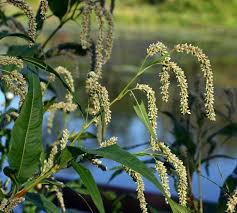 Attēlu rezultāti vaicājumam “Persicaria lapathifolia leaf”