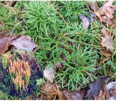 Attēlu rezultāti vaicājumam “Diphasium complanatum”