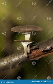 Attēlu rezultāti vaicājumam “Polyporus ciliatus”