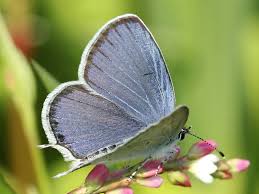 Attēlu rezultāti vaicājumam “Everes argiades male”