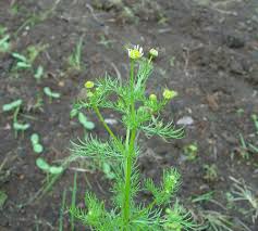 Image result for Matricaria recutita (chamomilla)