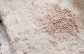 Attēlu rezultāti vaicājumam “Porotheleum fimbriatum”