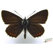 Attēlu rezultāti vaicājumam “Aricia artaxerxes  male”