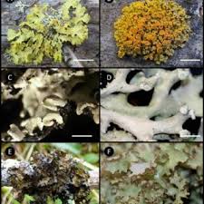 Attēlu rezultāti vaicājumam “Comatricha meandrispora macro”