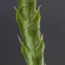 Attēlu rezultāti vaicājumam “Diphasium complanatum”