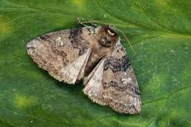 Attēlu rezultāti vaicājumam “Tethea or”