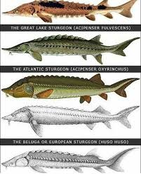 Image result for Huso fulvescens