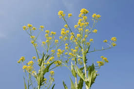 Attēlu rezultāti vaicājumam “Bunias orientalis flower”