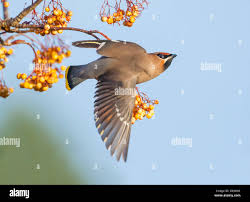 Attēlu rezultāti vaicājumam “Bombycilla garrulus adult”