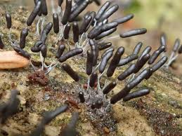 Attēlu rezultāti vaicājumam “Stemonitopsis hyperopta”