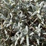 Attēlu rezultāti vaicājumam “Cerastium tomentosum leaf”