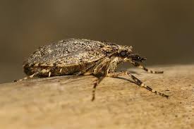 Attēlu rezultāti vaicājumam “Diurnea fagella”