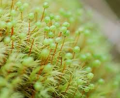 Attēlu rezultāti vaicājumam “Bartramia pomiformis”