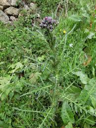 Attēlu rezultāti vaicājumam “Cirsium palustre fruit”