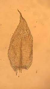 Attēlu rezultāti vaicājumam “Eurhynchiastrum pulchellum”