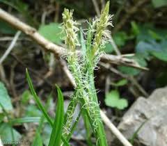 Attēlu rezultāti vaicājumam “Carex sylvatica leaf”
