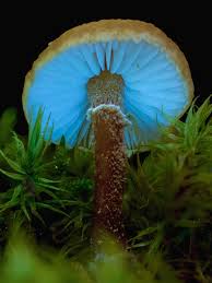 Attēlu rezultāti vaicājumam “Cystoderma amianthinum”