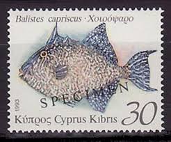 Image result for Balistes capriscus