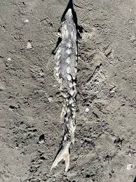 Image result for Acipenser medirostris