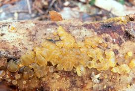 Attēlu rezultāti vaicājumam “Exidia cartilaginea”