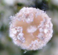 Attēlu rezultāti vaicājumam “Lachnum corticale”