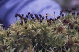 Attēlu rezultāti vaicājumam “Sphagnum fuscum”