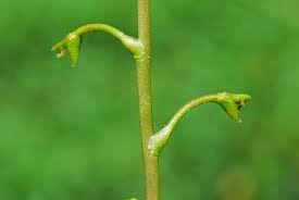 Attēlu rezultāti vaicājumam “Utricularia vulgaris leaf”