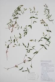 Attēlu rezultāti vaicājumam “Silene wolgensis”