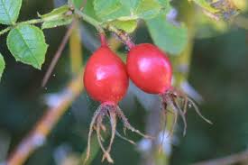 Attēlu rezultāti vaicājumam “Cribraria rubiginosa stalked”