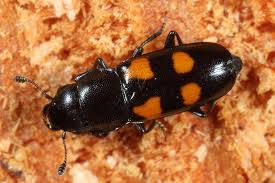 Attēlu rezultāti vaicājumam “Glischrochilus quadripunctatus imago”