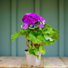 Image result for Primula obconica