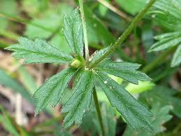 Attēlu rezultāti vaicājumam “Potentilla erecta leaf”