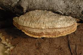 Attēlu rezultāti vaicājumam “Daedalea quercina”